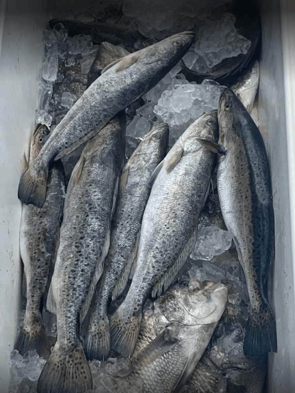 5 spotted weakfish caught while fishing