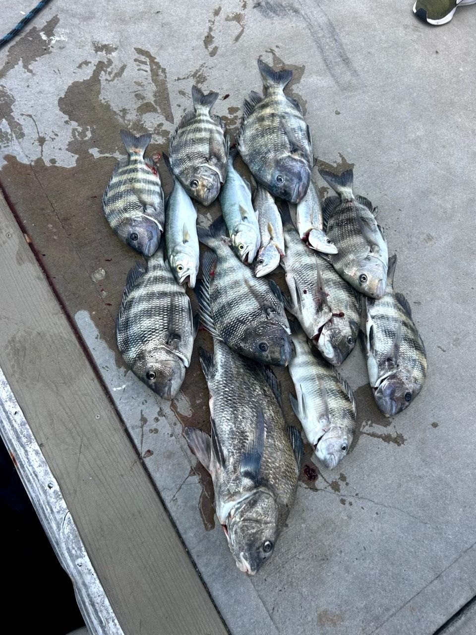 Fresh caught black drum and sheepshead fish displayed on boat deck after successful fishing trip
