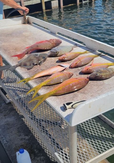 Three fish caught while fishing at an unknown location