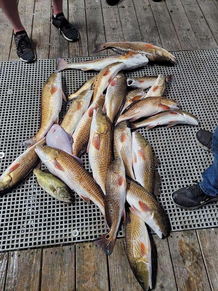 A group of 8 redfish caught while fishing