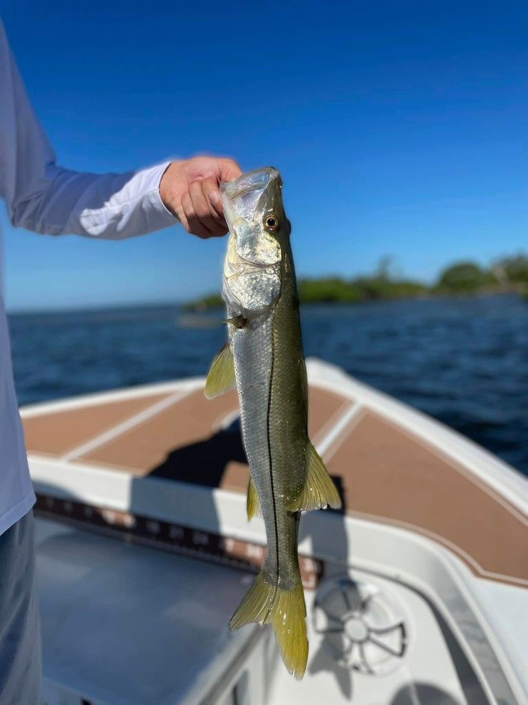 Snook caught while fishing