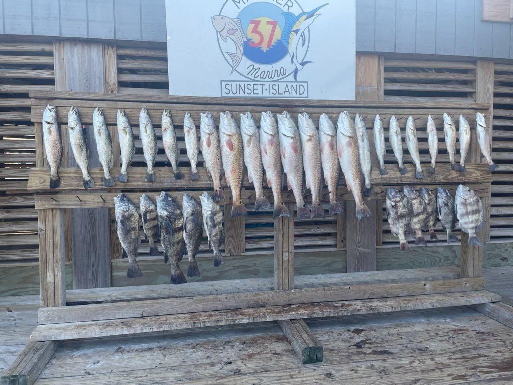 12 fish caught during a fishing trip at an unknown location