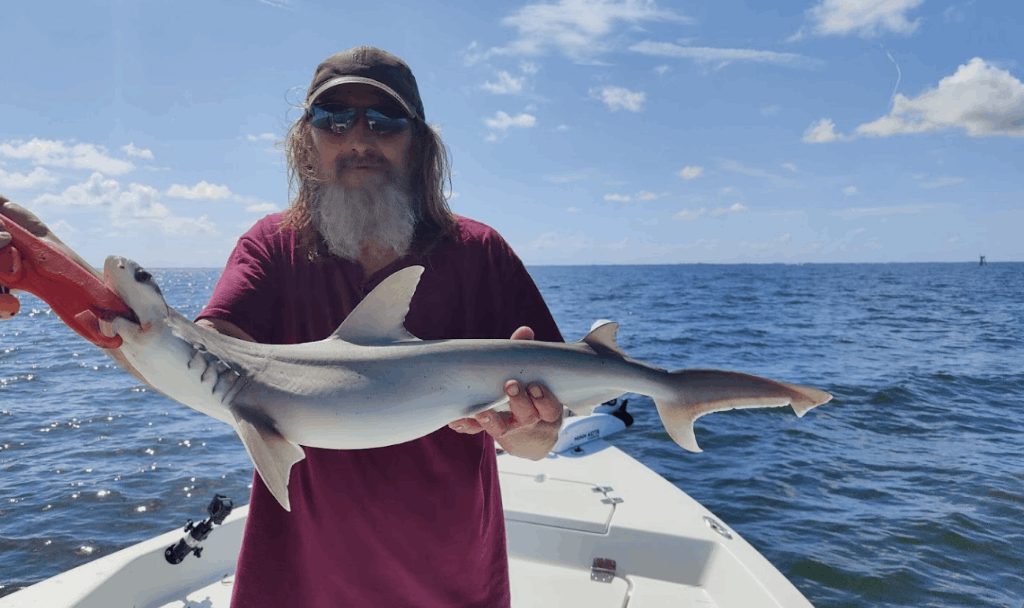 Whitetip reef shark, 31 inches, fishing