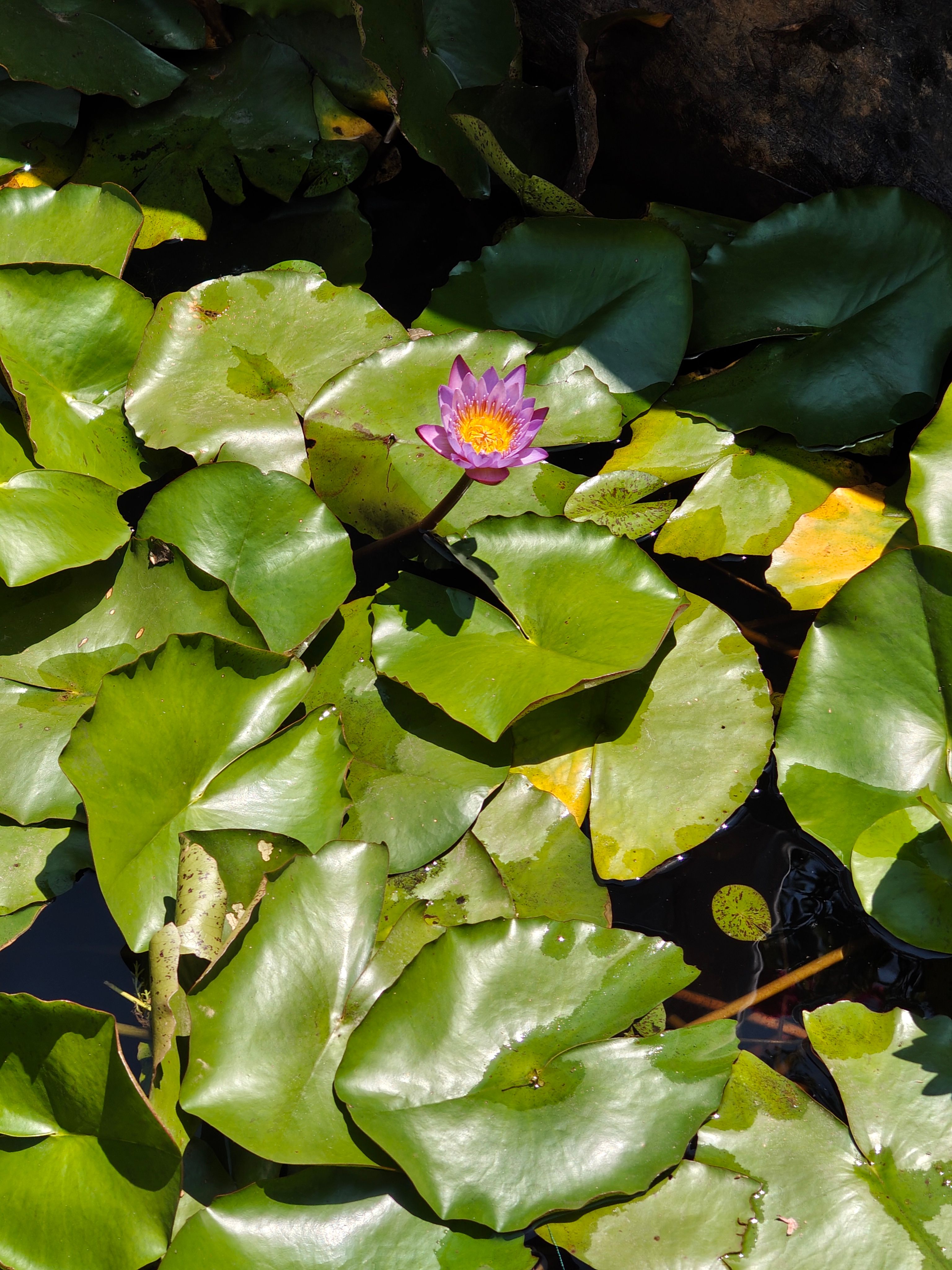 Purple water lily blooming among green lily pads floating on dark water surface