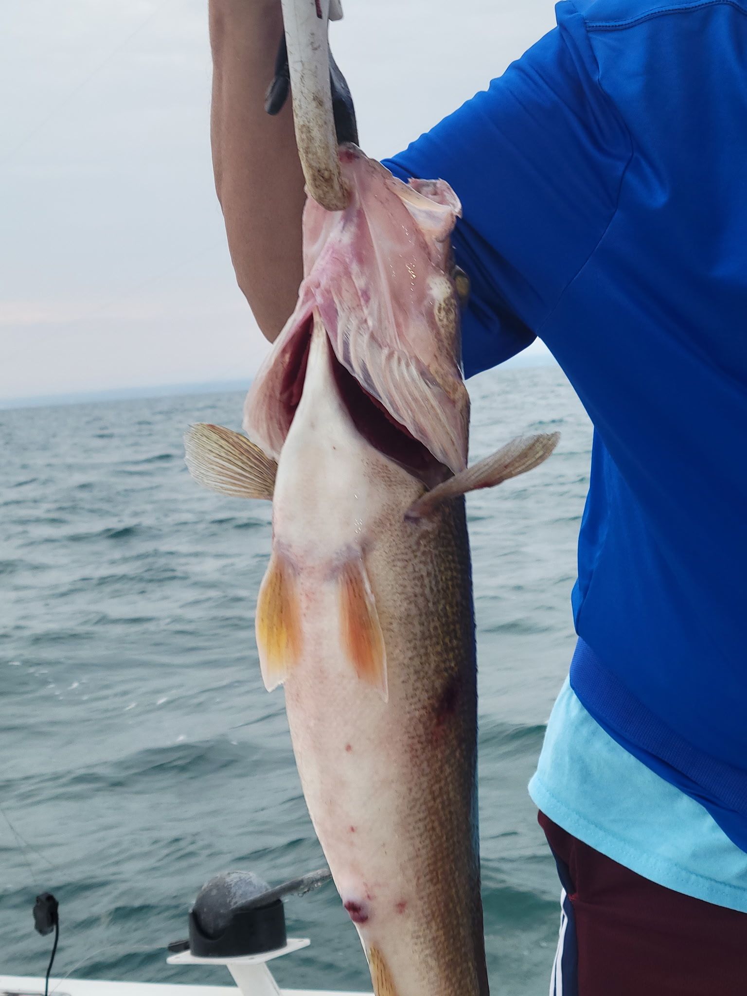 Large fish being held up on fishing boat over ocean water