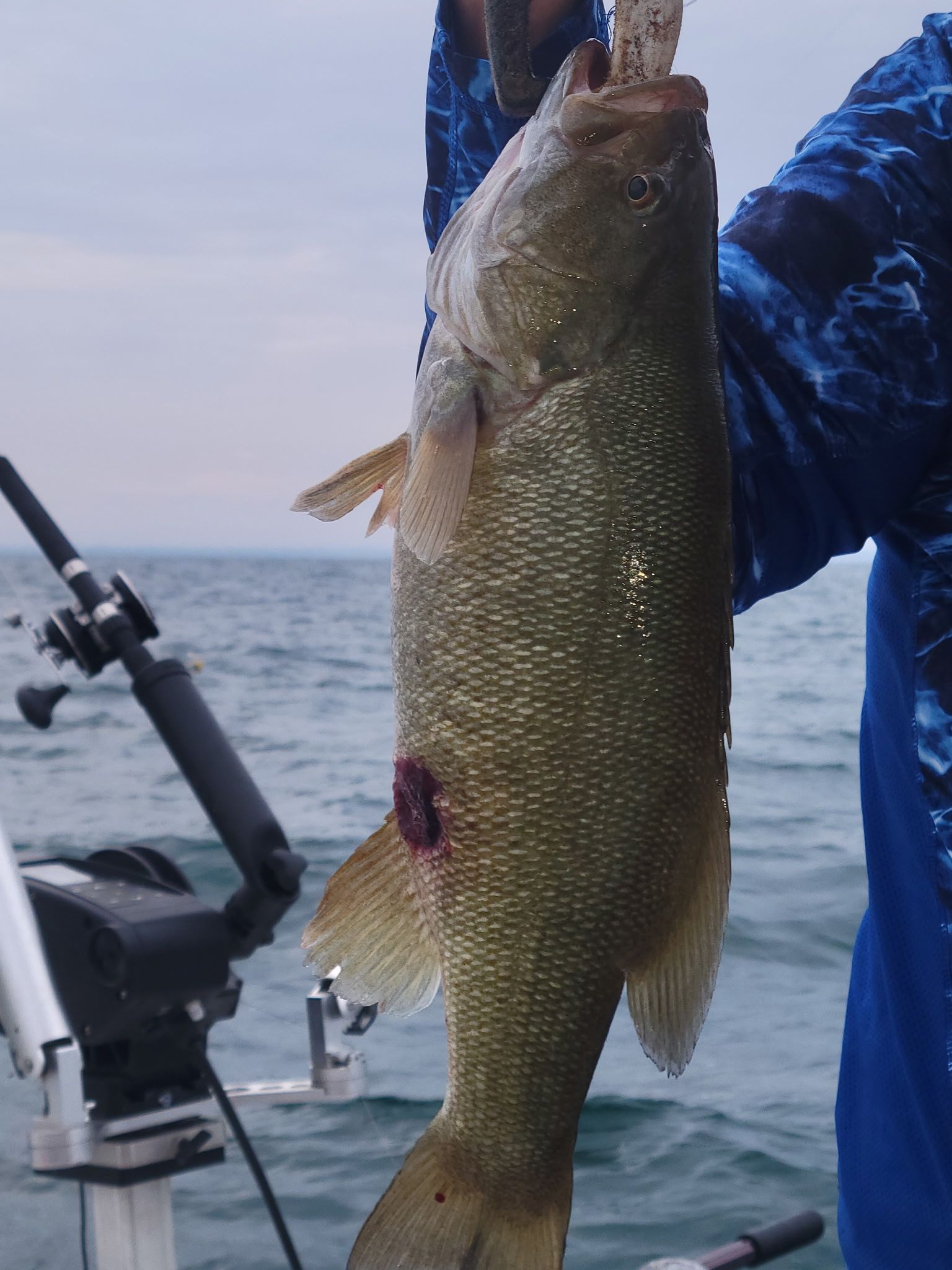 Freshly caught smallmouth bass being held on fishing boat over open water