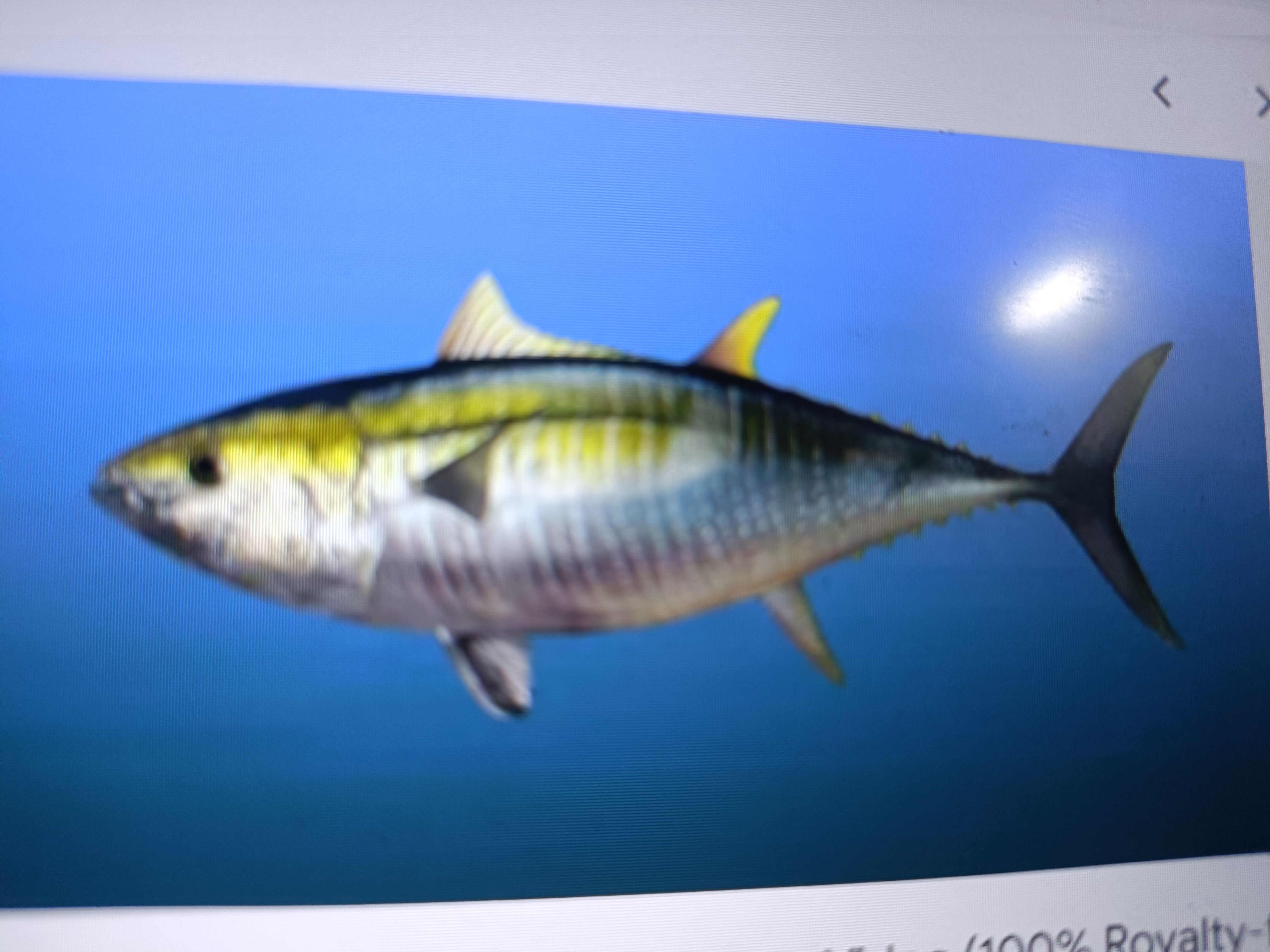 An angler fishing in an unknown location