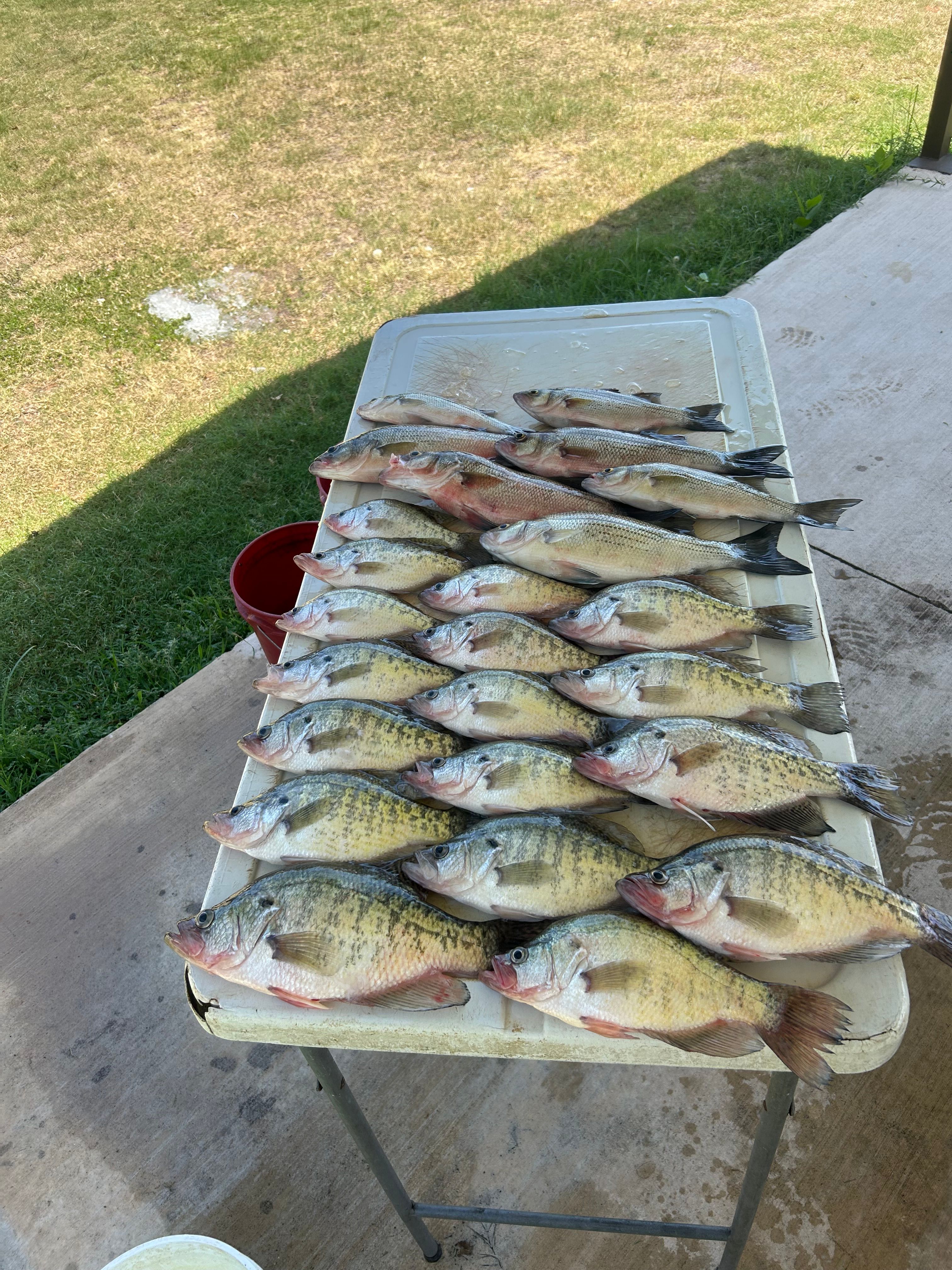 11 white crappie fish caught while fishing