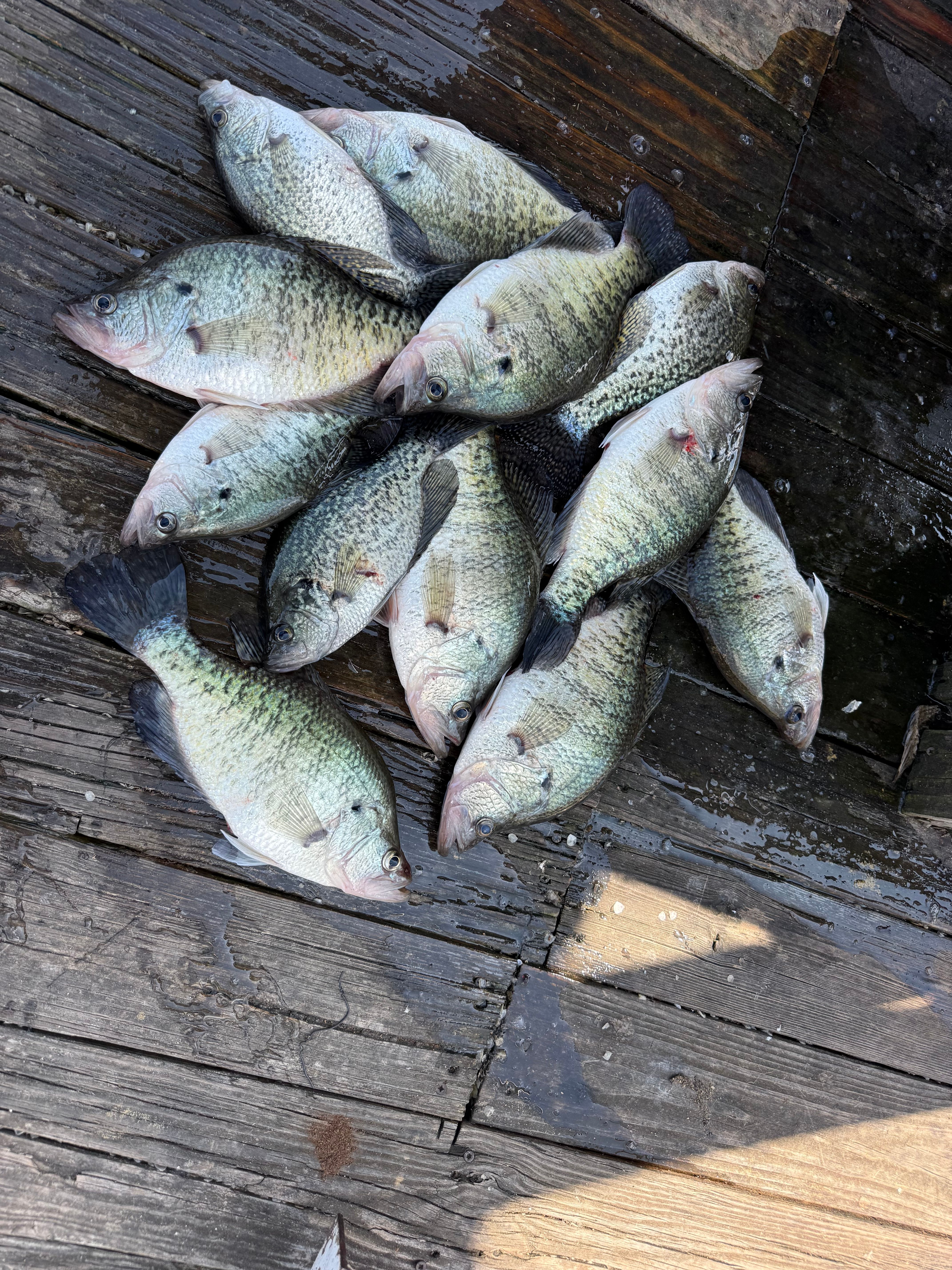 Fresh caught crappie fish displayed on wooden dock after successful fishing trip
