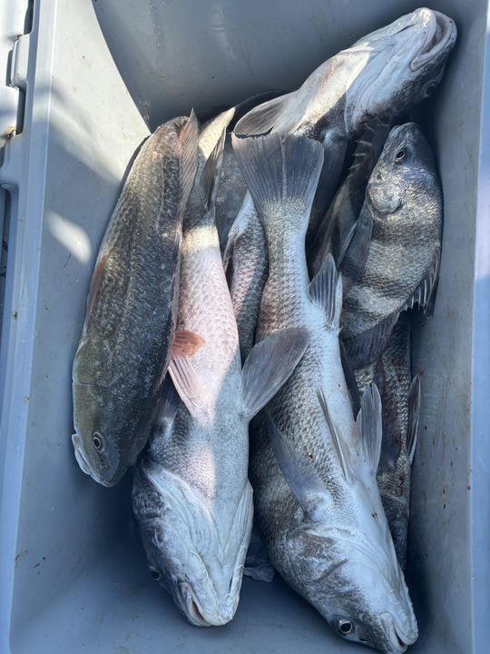 Great day on the water with these black drum! Multiple techniques paid off in Matagorda.