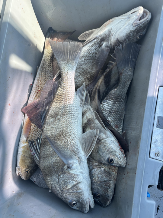 Solid black drum action today! Clear conditions made for perfect fishing.