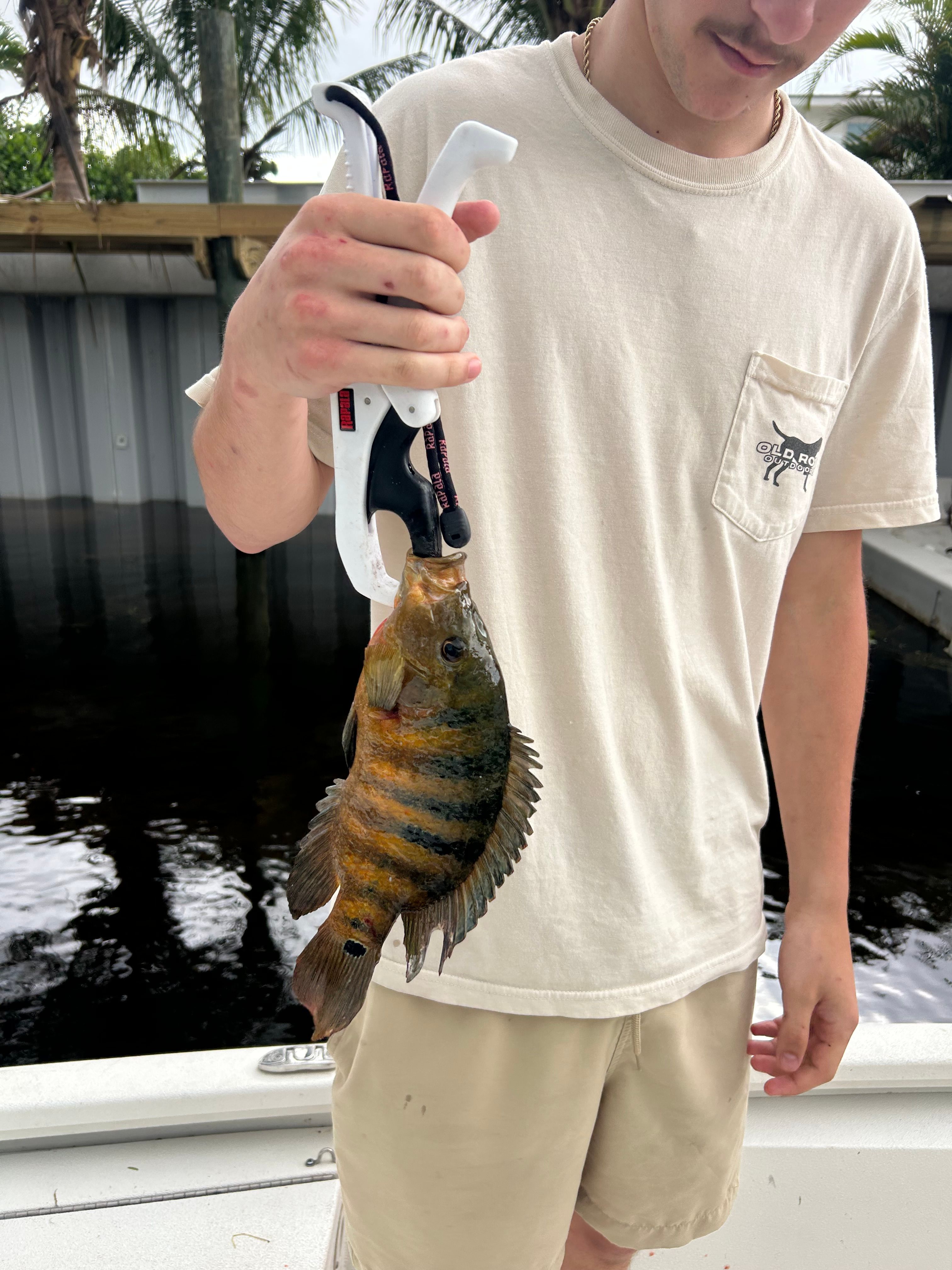 Freshly caught Mexican Mojarra fish being held with fishing pliers on boat
