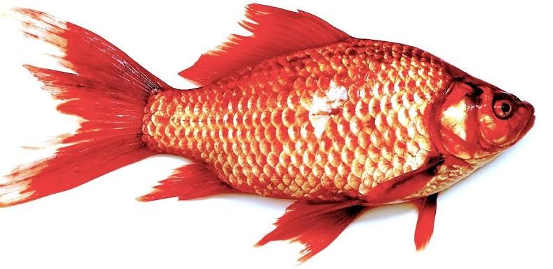 Crucian carp caught while fishing