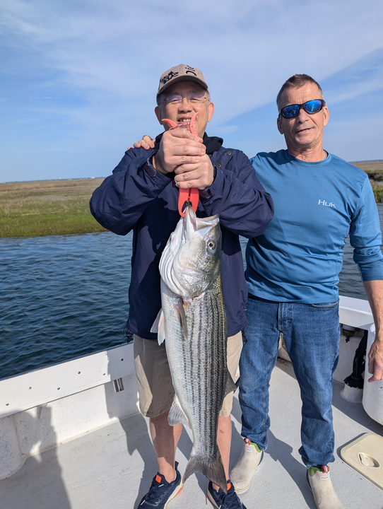Hooked a massive striped bass while fishing the Jersey Shore!