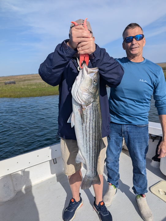 A massive Striped Bass caught after an epic battle on the open water!
