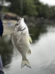 Freshly caught fish being held up outdoors after successful fishing trip