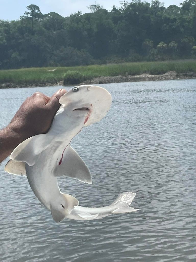 Bonnethead shark fishing in unknown location