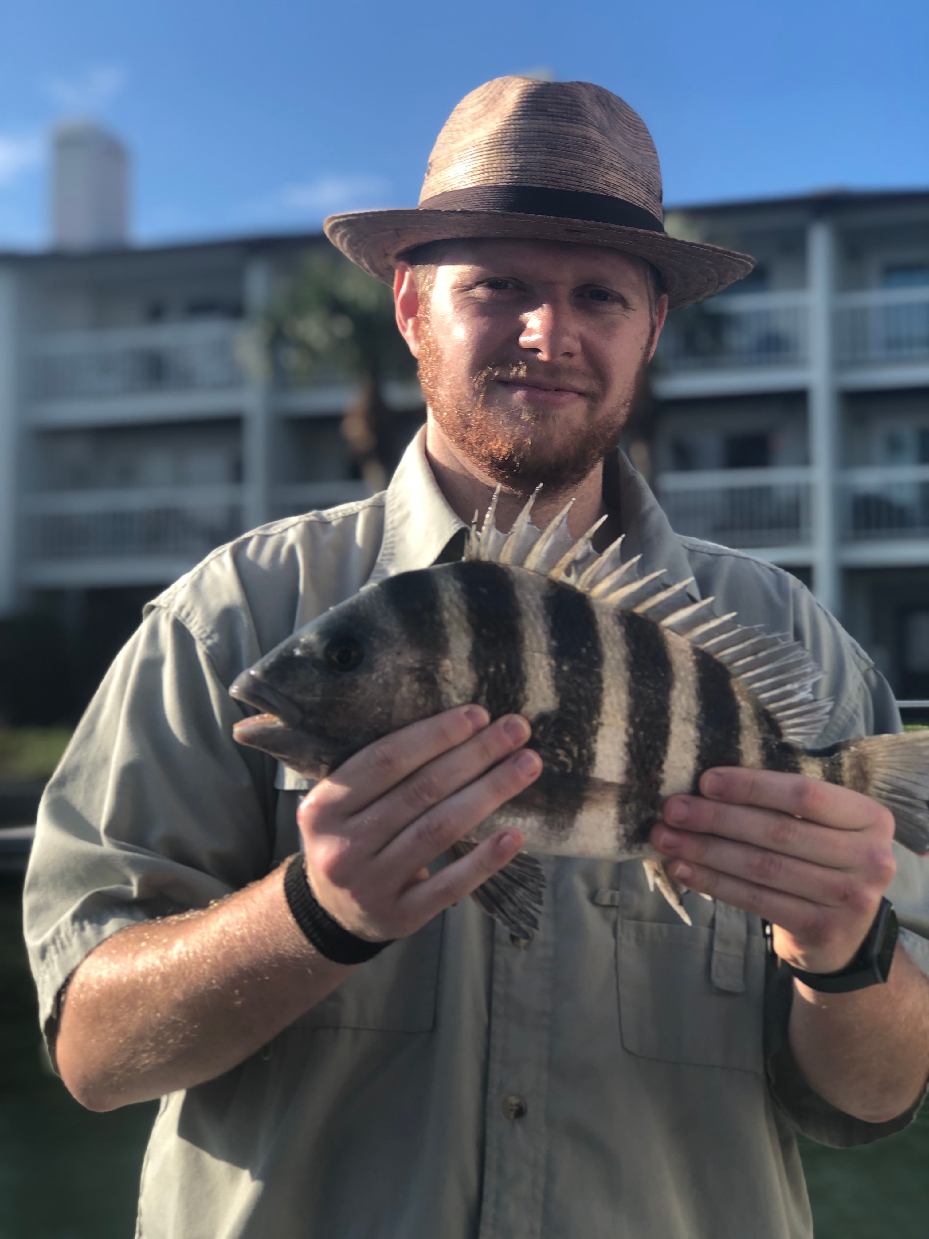 Sheepshead fish caught while fishing