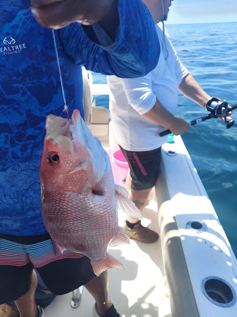 A grey snapper fish in an unknown location