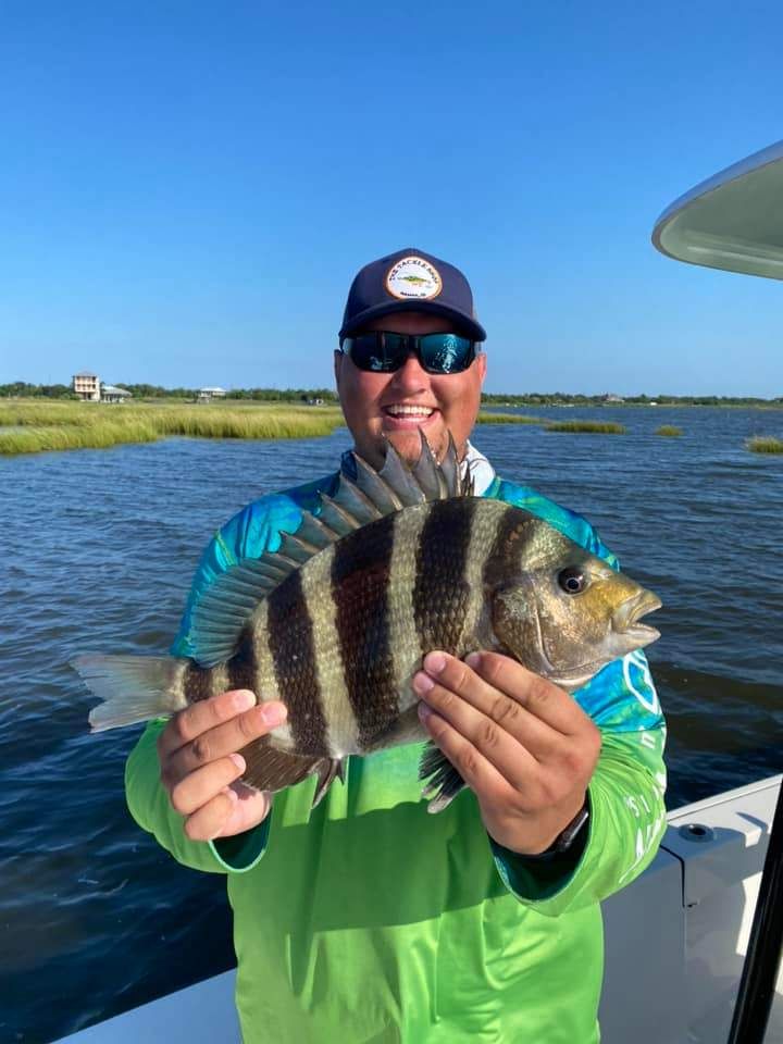 Sheepshead fish caught while fishing