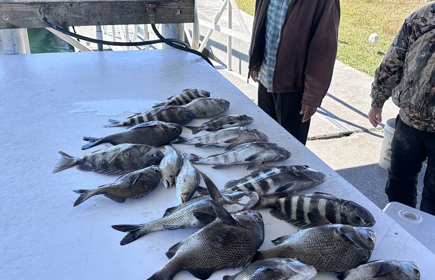 7 sheepshead fish caught while fishing