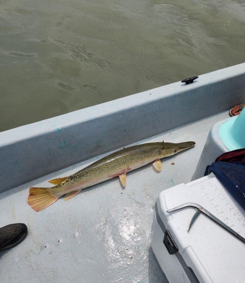 Alligator gar caught and displayed on boat deck