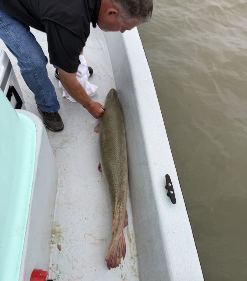 Large alligator gar caught and displayed on white boat deck