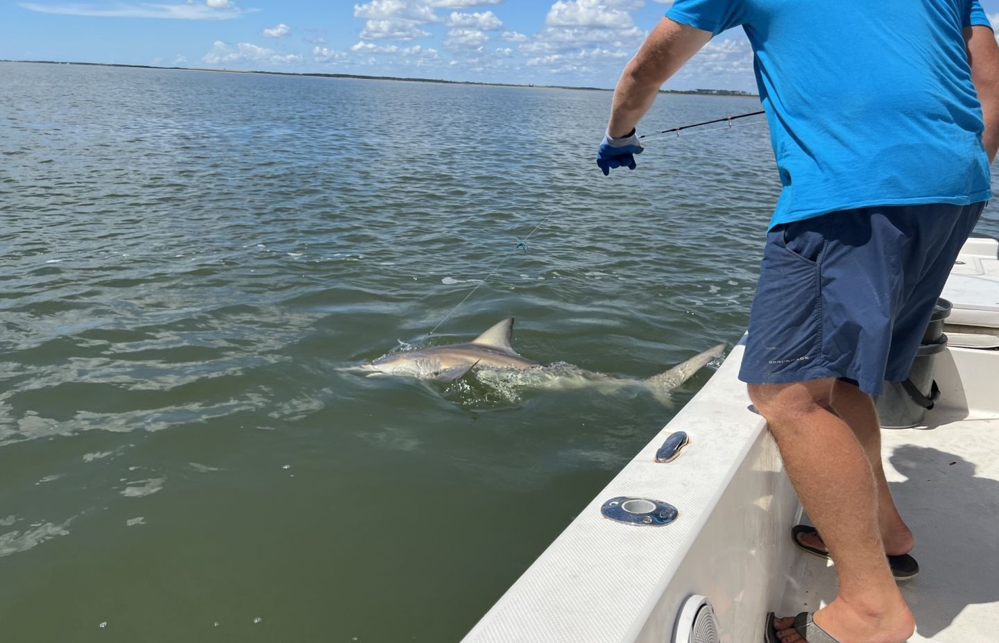 Photograph of an Atlantic Sharpnose Shark caught while fishing