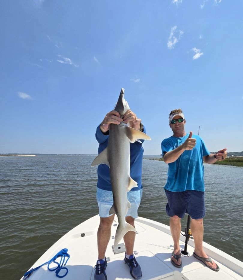 Atlantic Sharpnose Shark, 38 inches long, caught by fisherman
