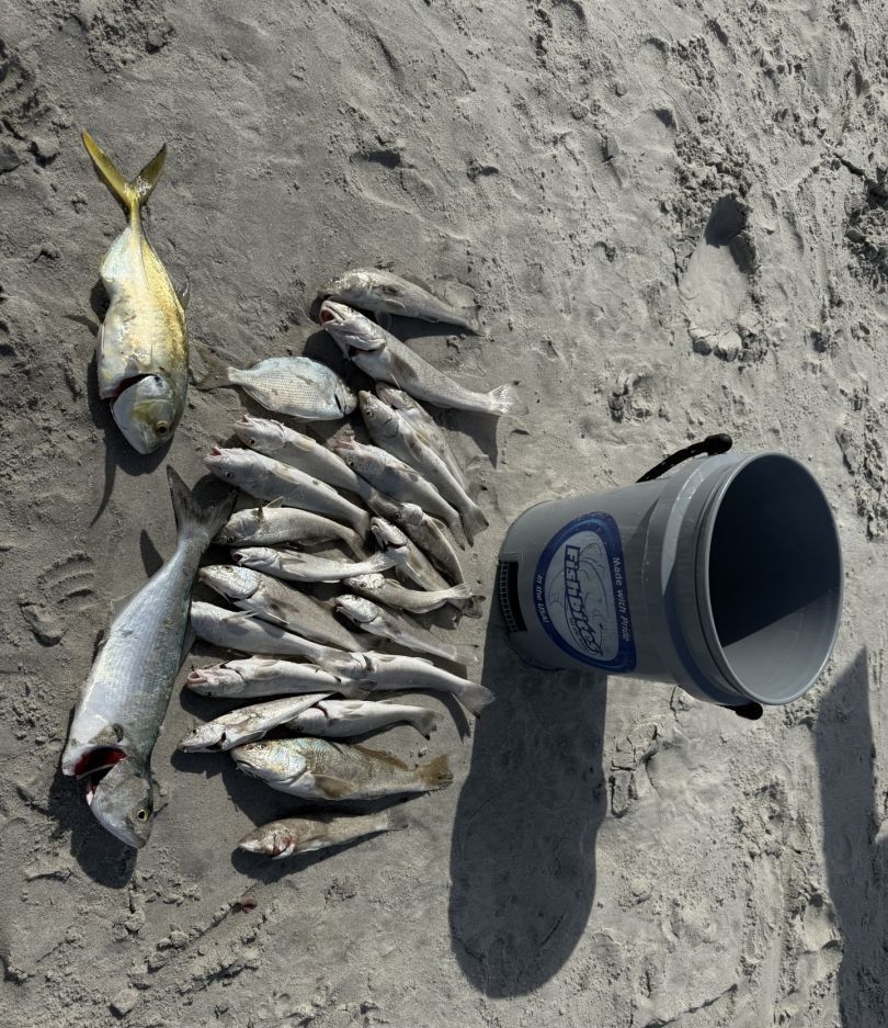Four bluefish caught while fishing at an unknown location