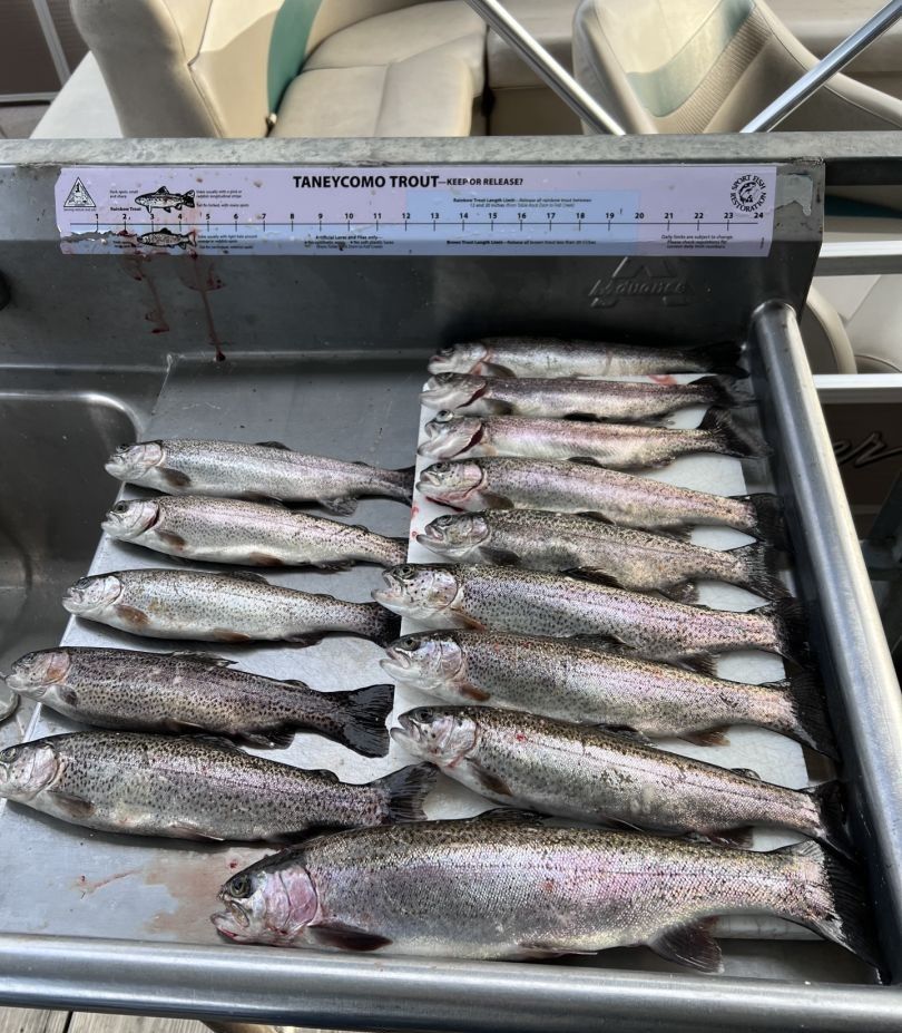 9 rainbow trout and great barracuda fish caught in unknown location