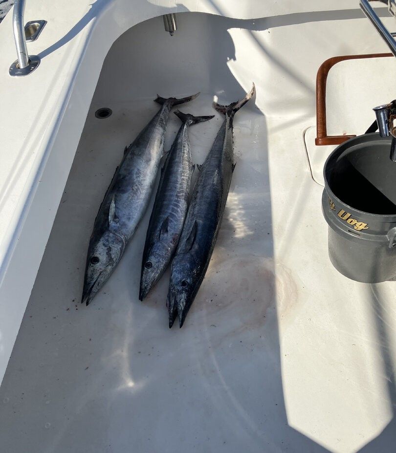 Two great barracuda and king mackerel fish caught while fishing