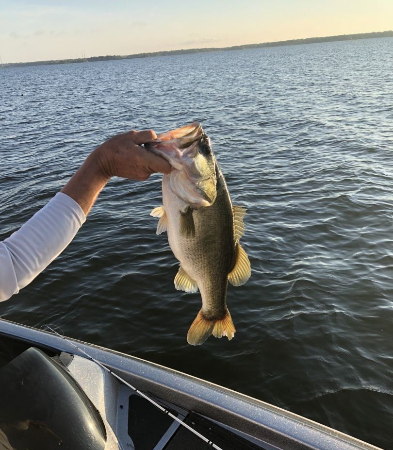 Largemouth bass caught while fishing