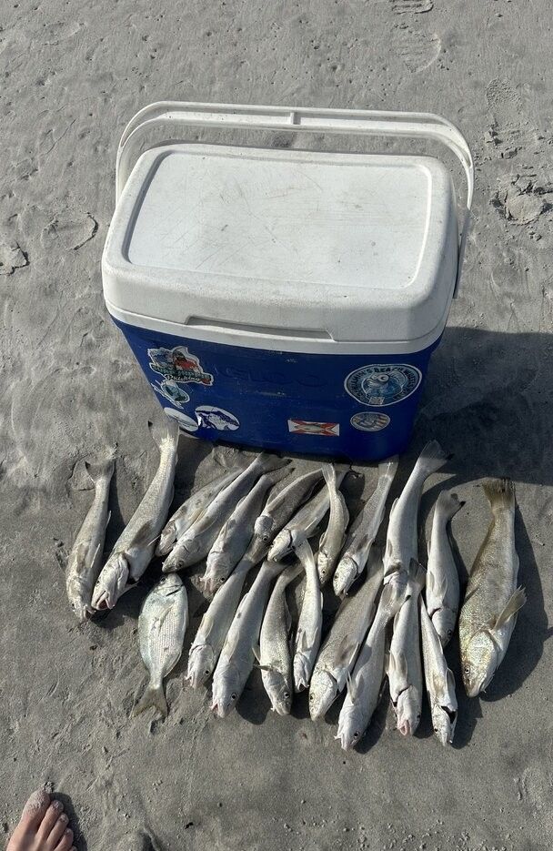 4 fish caught while fishing at an unknown location