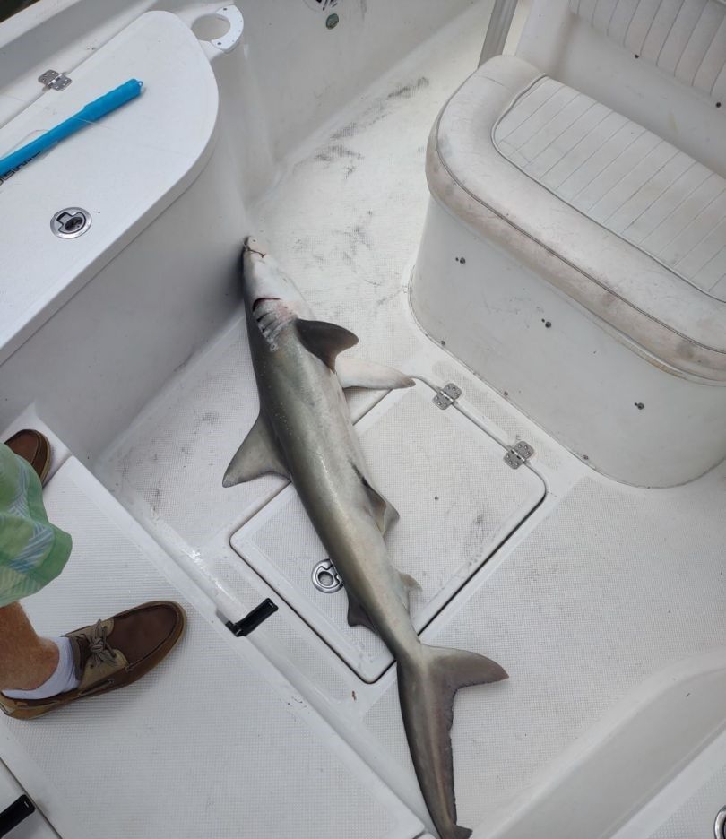 Blacktip shark fishing in unknown location