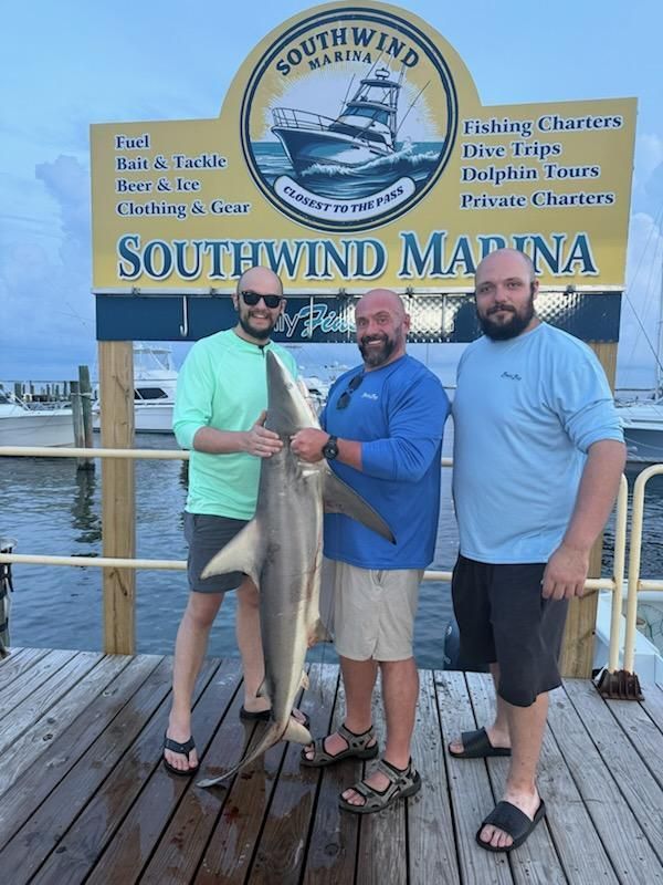 Blacktip shark catch displayed at marina dock with fishing charter sign
