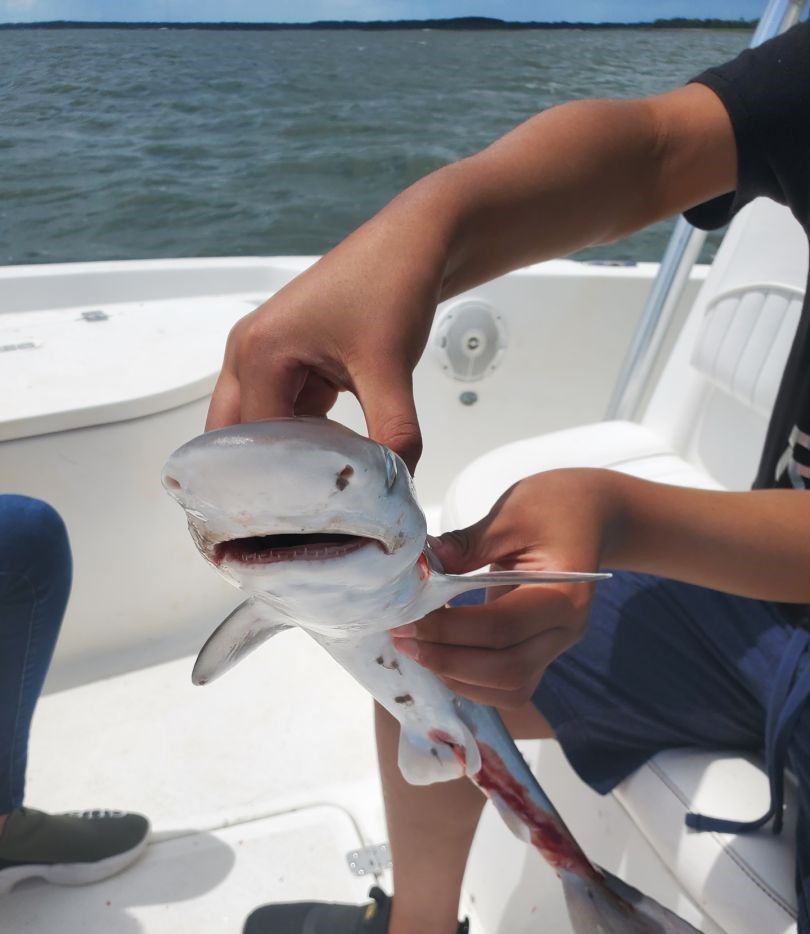 A single blue catfish measuring 11 inches, caught while fishing.
