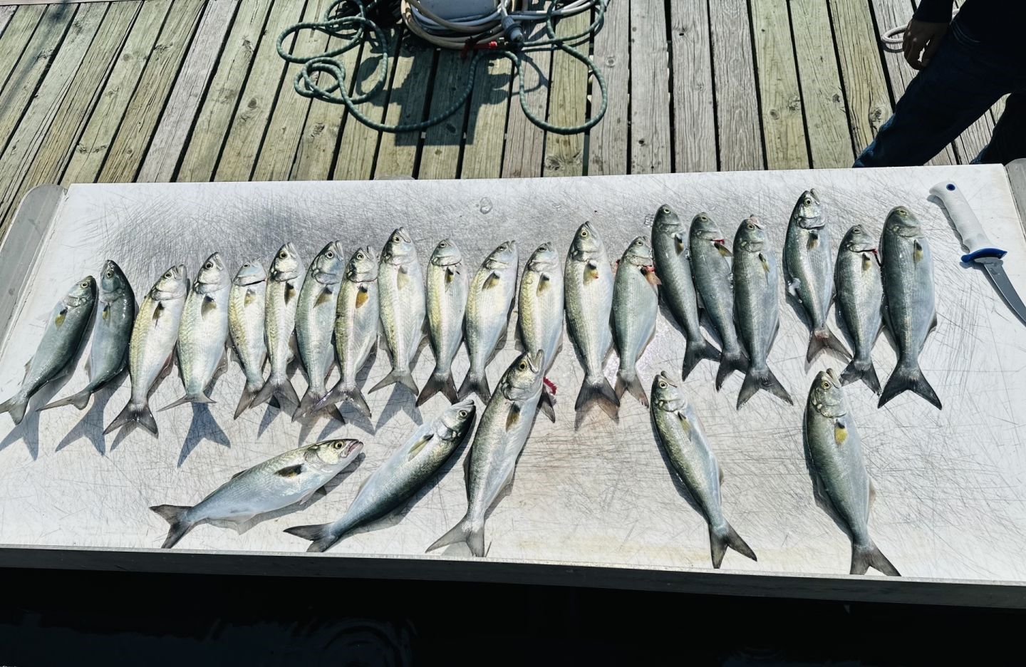 Fresh caught bluefish displayed on cleaning table after successful fishing trip