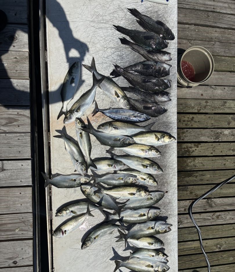 Multiple bluefish and other fish species arranged on wooden dock after successful fishing trip