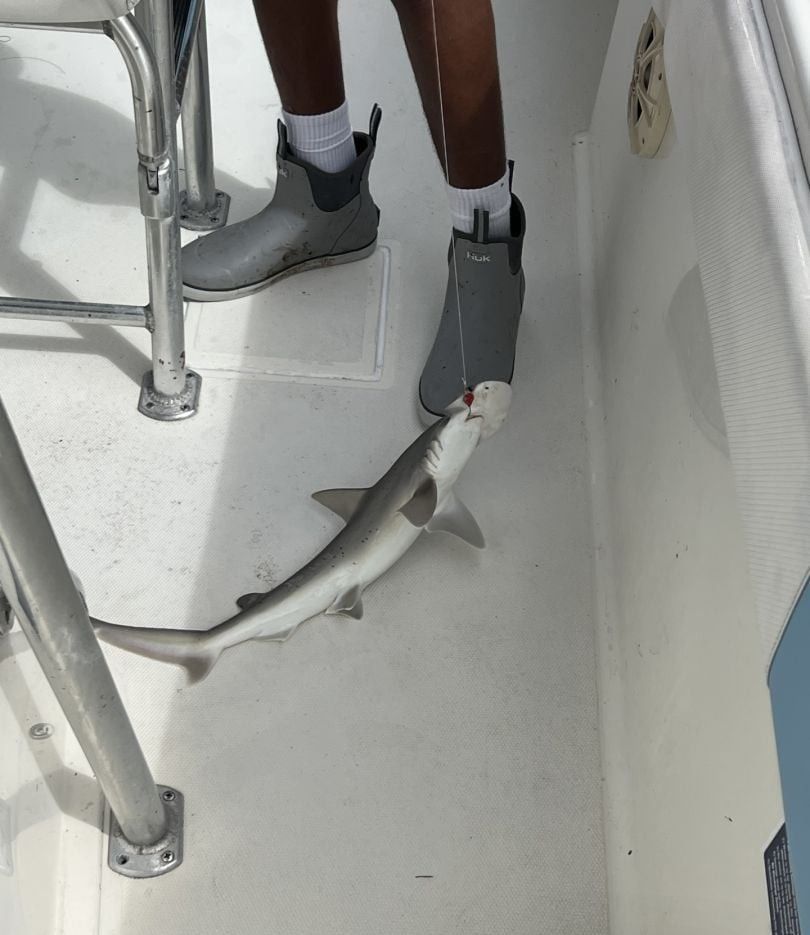 Bonnethead shark caught while fishing