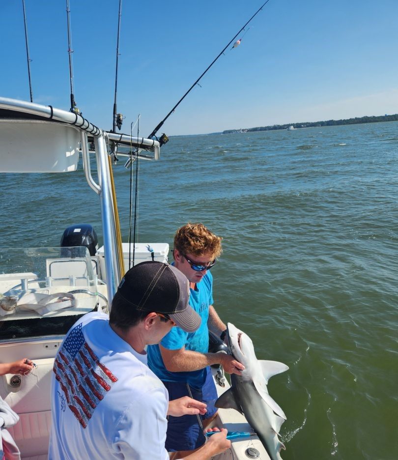 A bonnethead shark caught while fishing