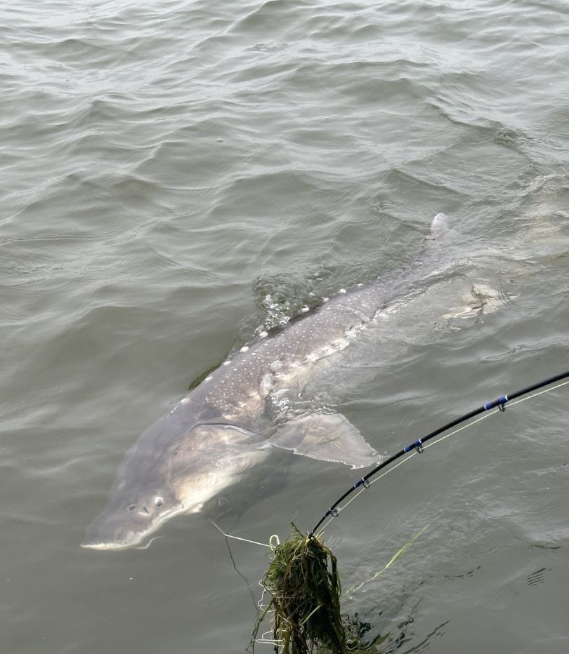 Bonnethead shark fishing in unknown location