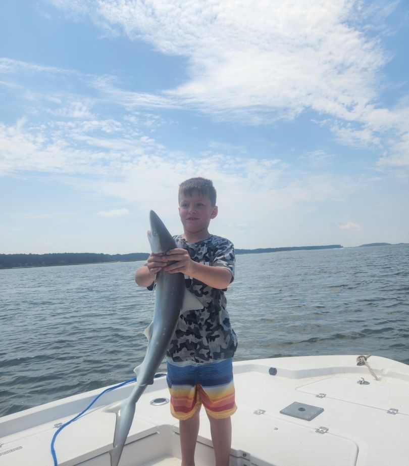 Bonnethead Shark, fishing catch