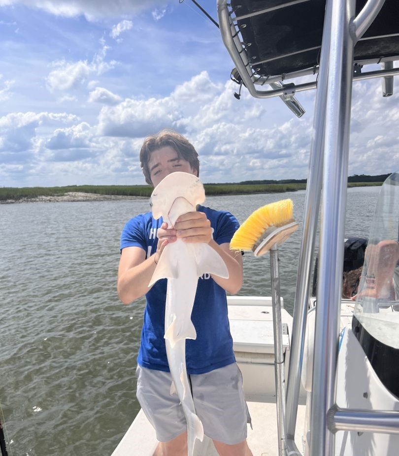 Bonnethead shark caught while fishing