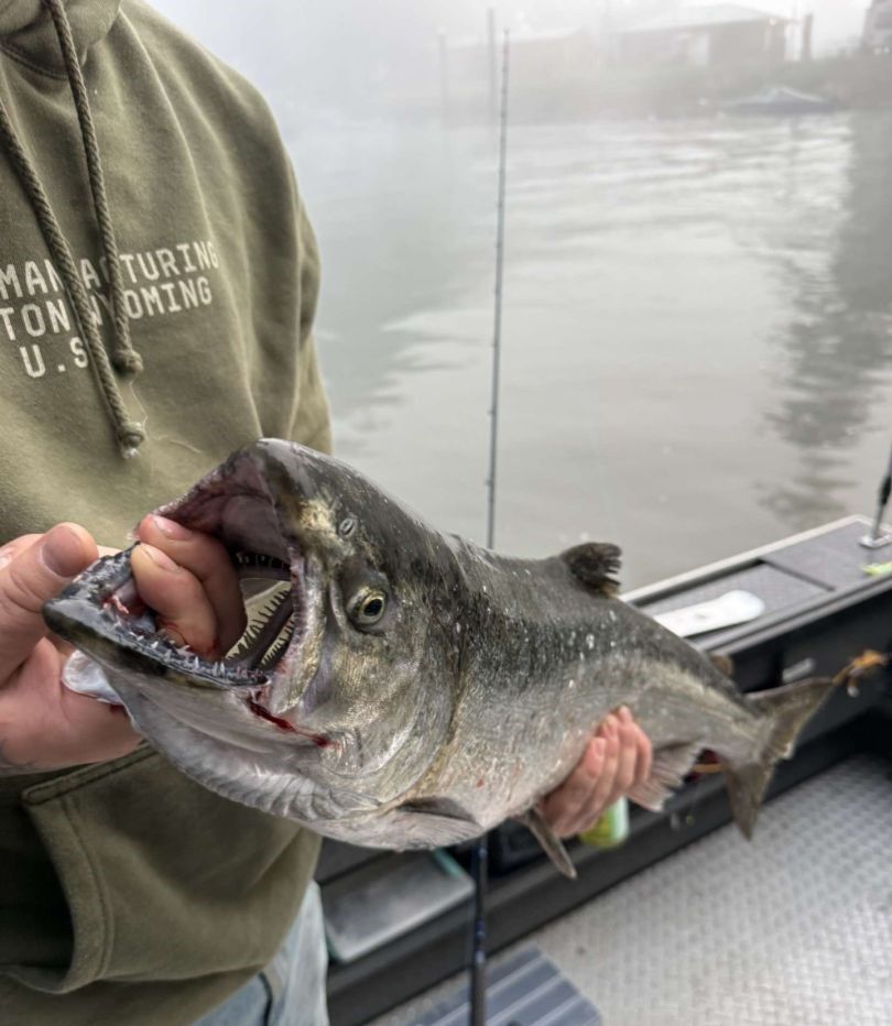 Fresh caught Chinook salmon being held on fishing boat