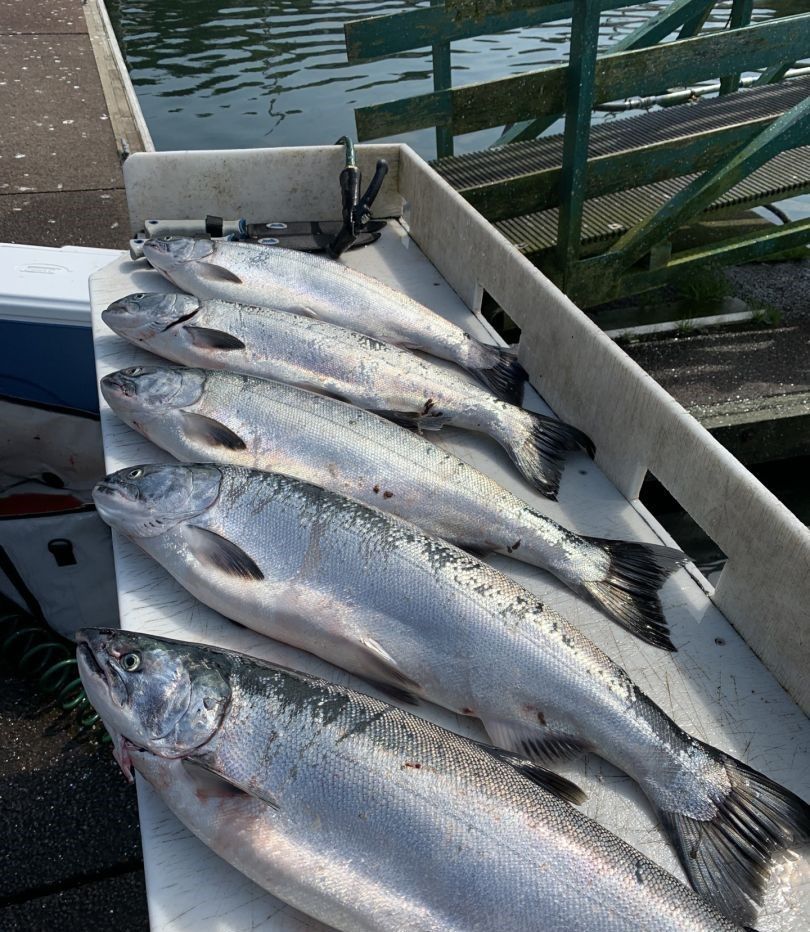 Fresh caught coho salmon laid out on boat deck after successful fishing trip