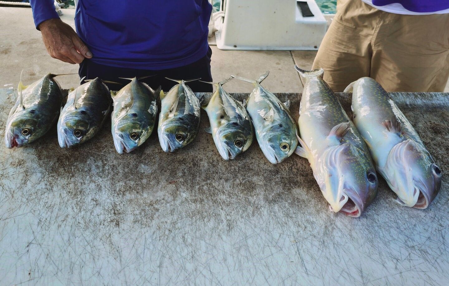 Fresh caught Crevalle Jack fish lined up on boat deck after successful fishing trip