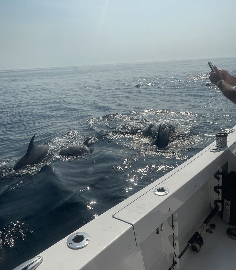 Pod of dolphins swimming alongside boat in ocean water