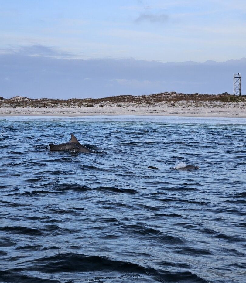 Dolphins swimming in choppy ocean waters near sandy coastline with vegetation