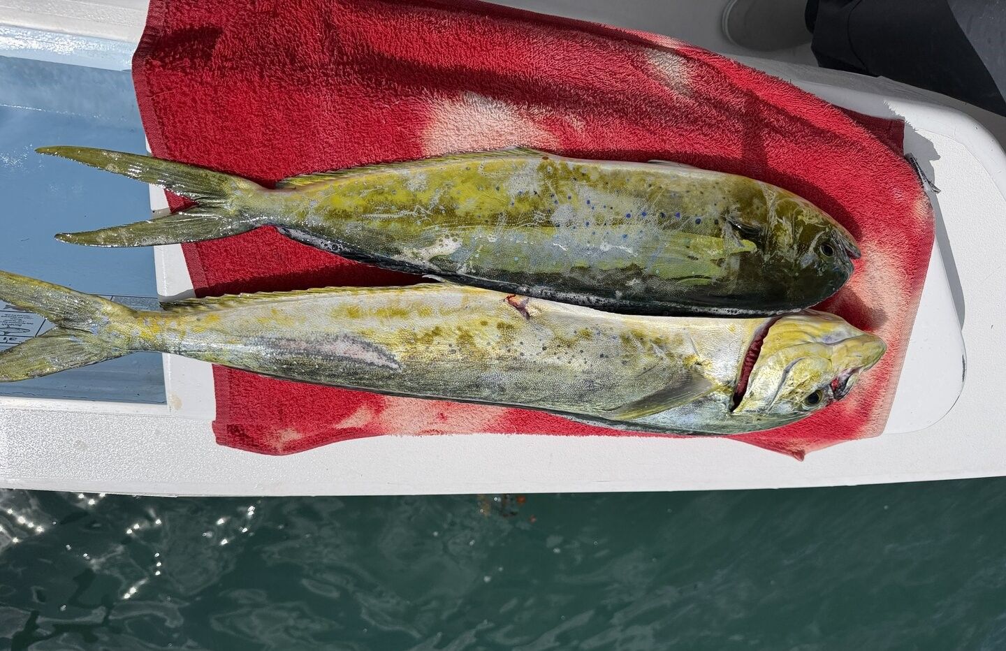 Two fresh caught mahi mahi fish lying on red towel on boat deck